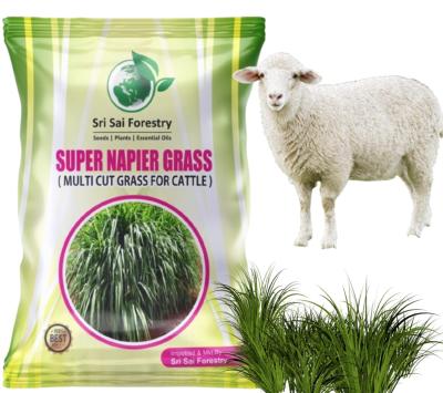 Super Napier Grass Seeds for Cattle, High Yield, Multi Cut Grass (250 g)