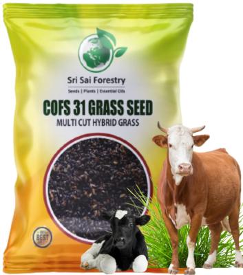 COFS 31 Grass Seeds for Animal Fodder - Multi Cut Tall Growing Grass (250 g)