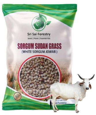 Sorghum Sudan Grass Hybrid Seeds For Growing - 250G