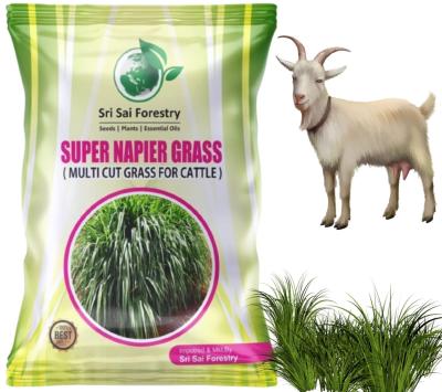 Super Napier Grass Seeds Multi Cut High Yield Grass (250 g) for Goat