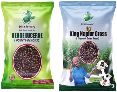 Hedge Lucerene Grass Seeds & King Napier Grass Seeds (Pack of 100g each) MultiCut Grass for Cattle