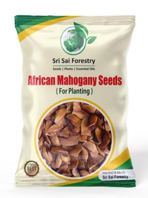 Sky fruit seeds Mahogany Seeds 1KG (Swietenia Mahagoni) mahogany seeds, mahogany seeds for planting