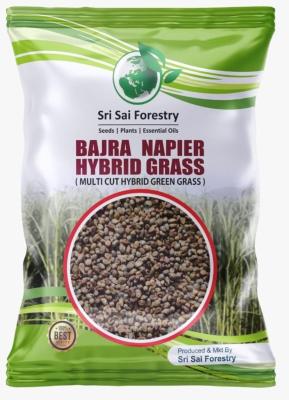 Hybrid Bajra Grass Seeds for All Type of Cattle - 250G